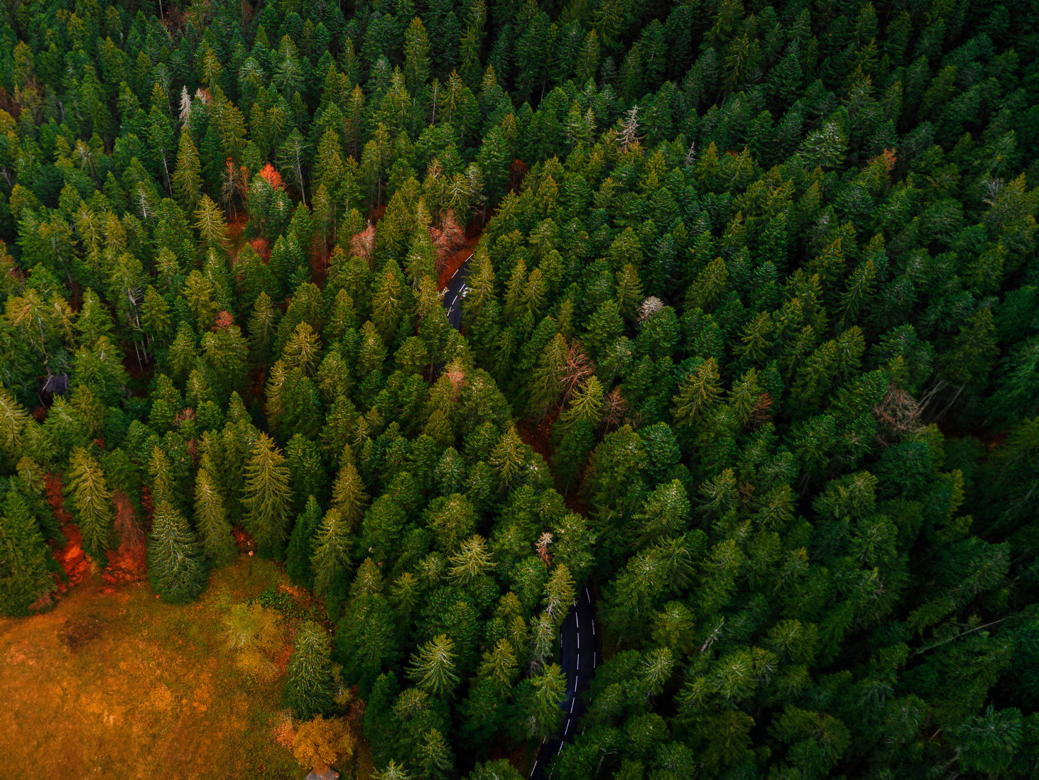 image d'une foret prise au drone