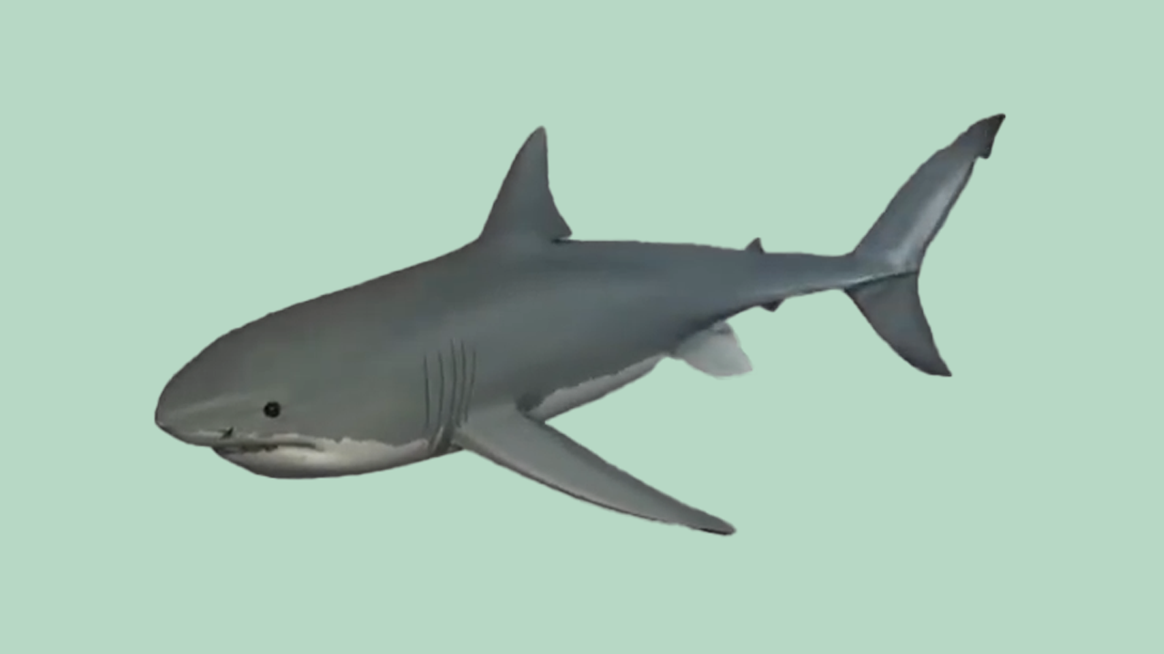 image d'un requin modélisé en 3d